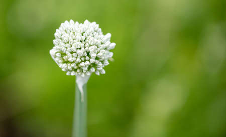 White flower on a green onion. Nature in the gardenの写真素材