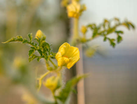 Yellow flower on a watermelon plant. Nature in the gardenの写真素材