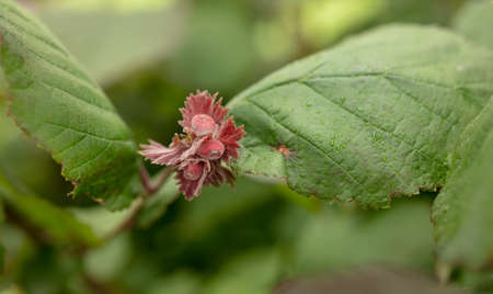 Red hazelnut nuts on tree branches in summer. Harvest in the garden