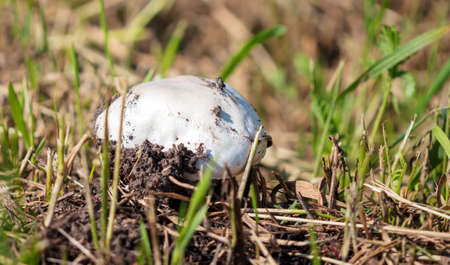 Edible mushroom grows in the forest. Nature