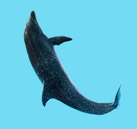 Dolphin is isolated on a blue background. Mammal marine animal.の写真素材