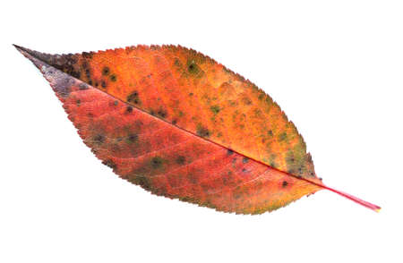 Autumn leaf isolated on white background. Nature