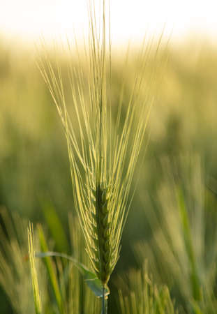 Green ears of wheat at sunset. Natureの写真素材