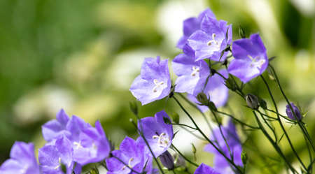 Beautiful blue flowers in the park. Natureの写真素材