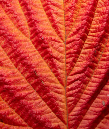 Autumn leaf as an abstract background. Texture