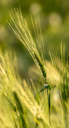 Green ears of wheat at sunset. Natureの写真素材