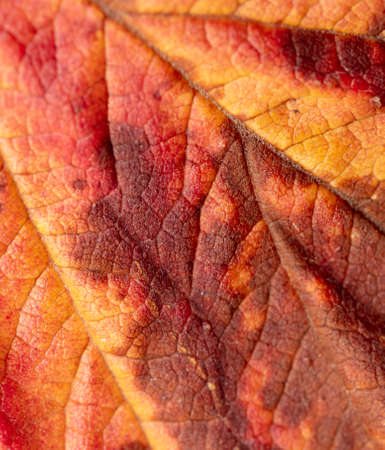 Autumn leaf as an abstract background. Texture
