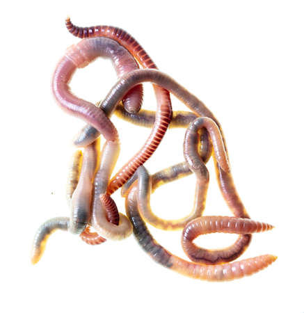 Earthworms isolated on a white background.の写真素材
