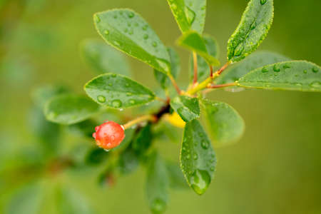Red cherry on tree branches in summer. Harvest in the garden