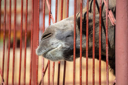 Camel behind bars at the zoo. Mammal animal