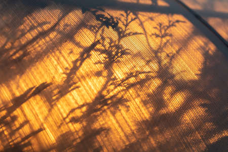 Plant in a greenhouse at sunset as an abstract background. Texture
