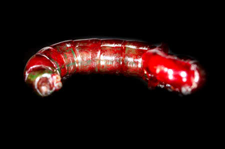 Red bloodworm worms isolated on a black background. Macro