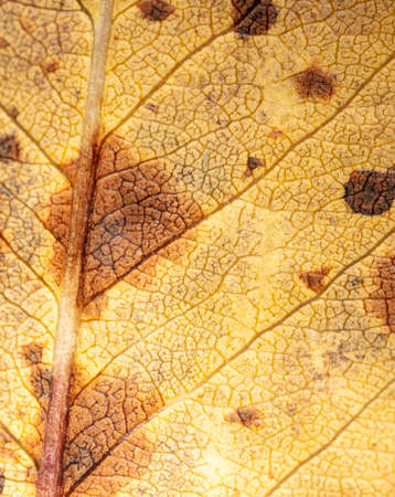 Autumn leaf as an abstract background. Textureの写真素材