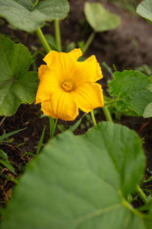 Yellow flower on a pumpkin plant. Nature in the gardenの写真素材
