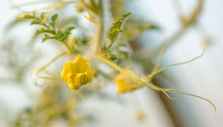 Yellow flower on a watermelon plant. Nature in the garden