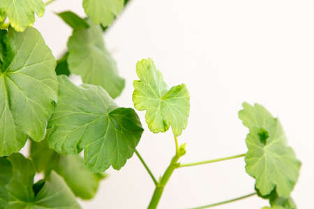 Green leaves on a plant isolated on a white background.