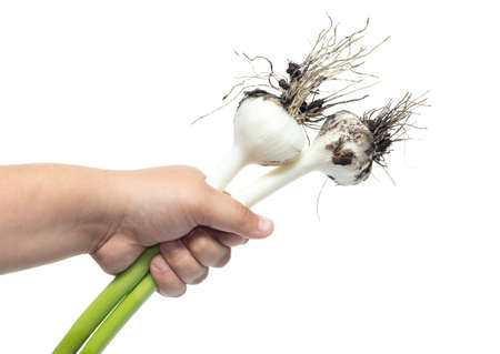 Garlic in hand isolated on a white background. Harvest from the gardenの写真素材
