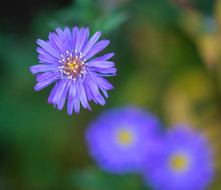 Purple flowers in the park. Natureの写真素材