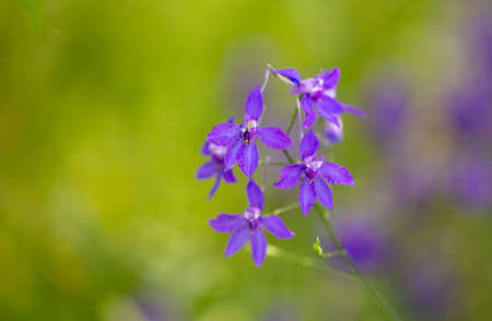 Beautiful blue flowers in the summer park. Natureの写真素材