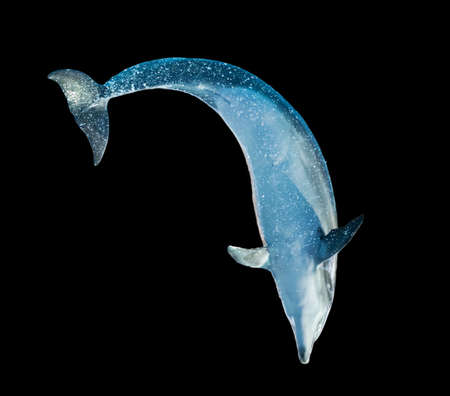 Dolphin is isolated on a black background. Mammal marine animal.
