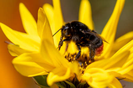 Close-up of a bee on a flower in nature. Macroの写真素材
