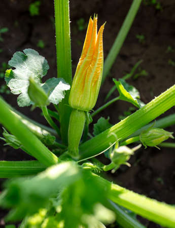 Zucchini grow in the ground in the garden. Natureの写真素材