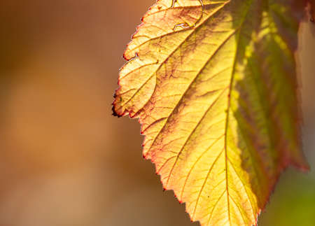 Yellow leaves on a tree in autumn. Natureの写真素材