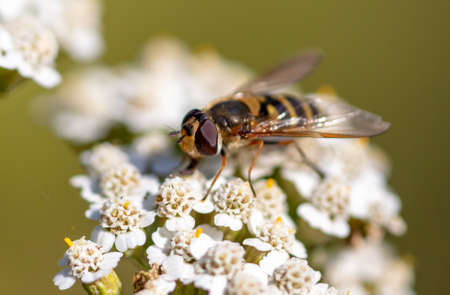 Close-up of a bee on a flower in nature. Macro