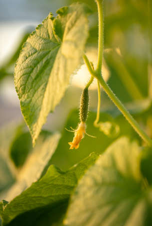 Yellow flower on a cucumber plant. Nature in the garden