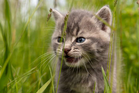 Portrait of a little kitten in green grass on the nature.の写真素材