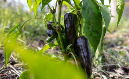 Eggplant on a plant in summer. Harvest in the garden.