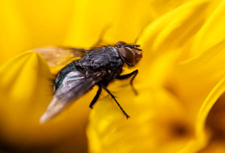 Fly on a yellow flower close-up. Macroの写真素材