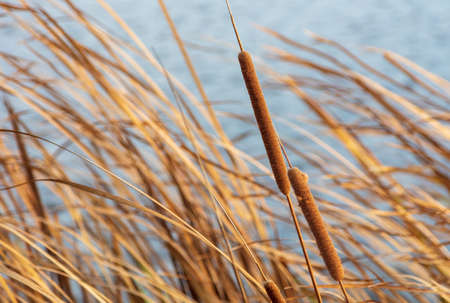 The reed grows near the reservoir in autumn.の写真素材