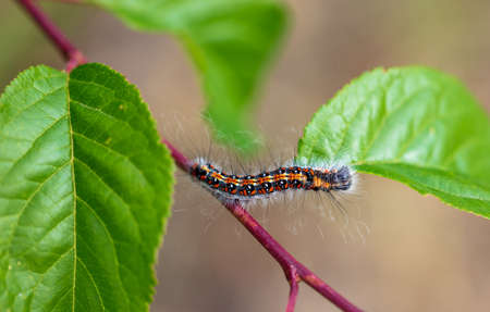 Hairy caterpillar on a plant close-up. Macro