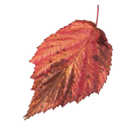 Autumn leaf isolated on white background. Nature