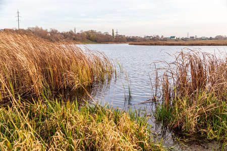 The lake is overgrown with reeds in nature in autumn.の写真素材