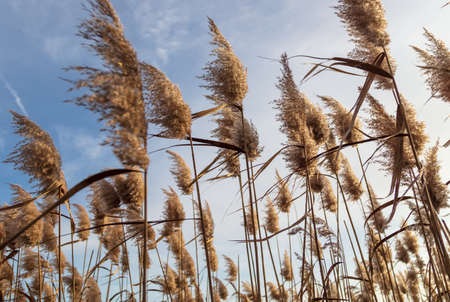 Reed on a background of blue sky in autumn. Nature