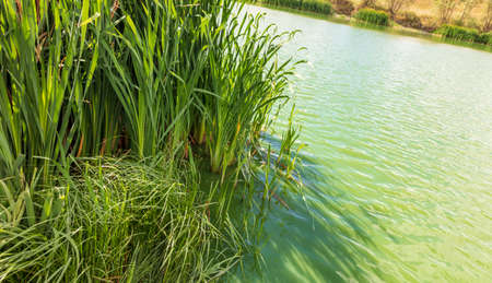 Green water in the lake in summer. Nature.の写真素材