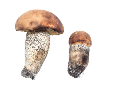 Boletus mushrooms isolated on white background. Close-upの写真素材