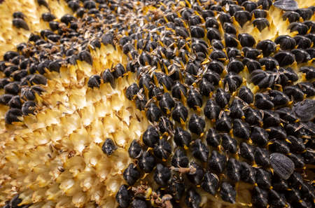 Black seeds in a sunflower as a background. Close-up