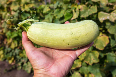 Zucchini in hand in the garden. Harvest