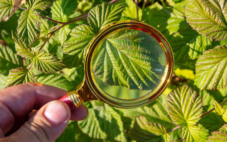 Green raspberry leaf through a magnifying glass. Close-up