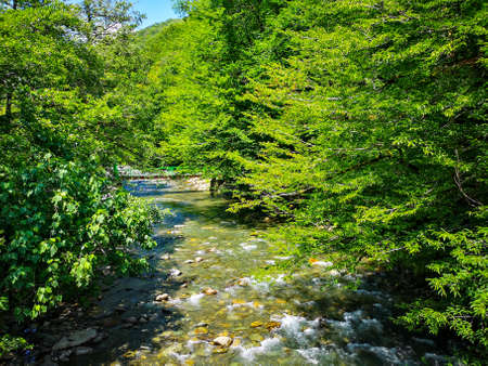 Mountain rocky river overgrown with greenery. Nature in summerの写真素材