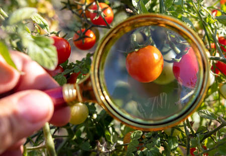 Tomato on a plant through a magnifying glass. Close-upの写真素材