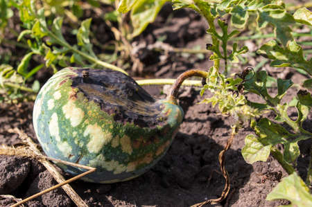 Cracked spoiled watermelon on the ground. Harvest in the gardenの写真素材