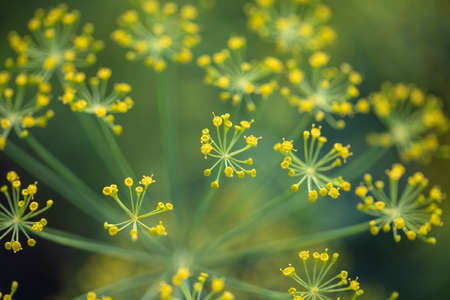 Yellow flowers on dill in the garden. Close-up