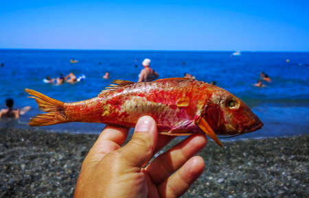 Red mullet fish in hand on the sea. Close-upの写真素材