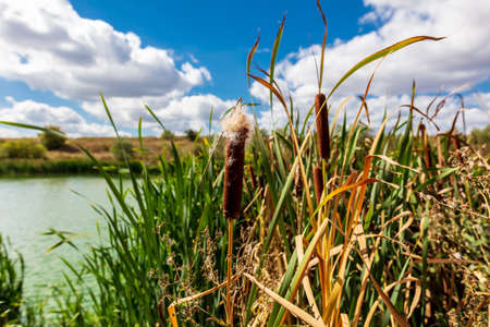 Reed grows on the shore of the lake in summer. Nature.の写真素材