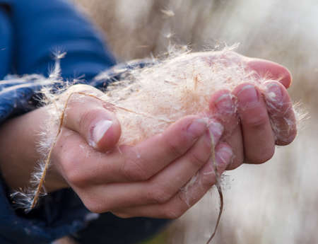 Reed in the boy's hand in nature.の写真素材