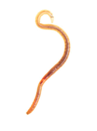 Earthworm isolated on a white background.の写真素材
